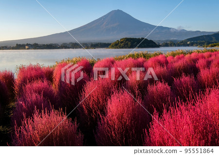 清晨山梨縣河口湖畔的地膚和富士山 95551864