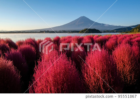 清晨山梨縣河口湖畔的地膚和富士山 95551867