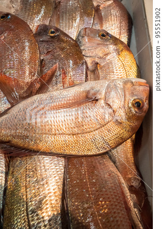淡路島的野生紅鯛魚 95551902