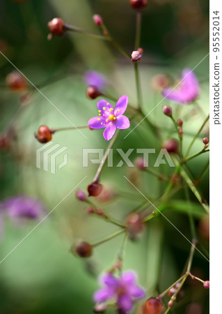 由於某種原因，哈澤蘭的粉紅色花朵像活潑的火花一樣在 3 點左右綻放。 95552014