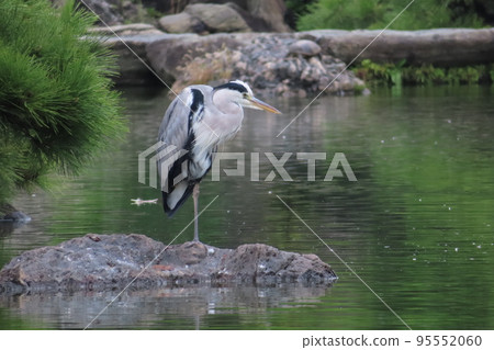 Blue heron hunting Blue heron hunting 95552060
