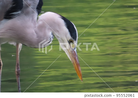 Blue heron hunting Blue heron hunting 95552061