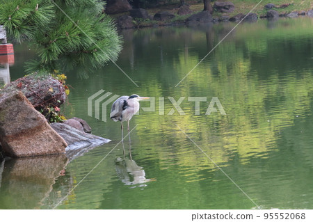 Blue heron hunting 95552068