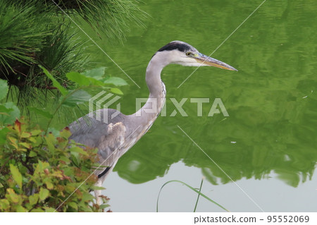 Blue heron hunting Blue heron hunting 95552069
