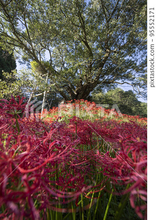 佛寺群集孤挺花 95552171