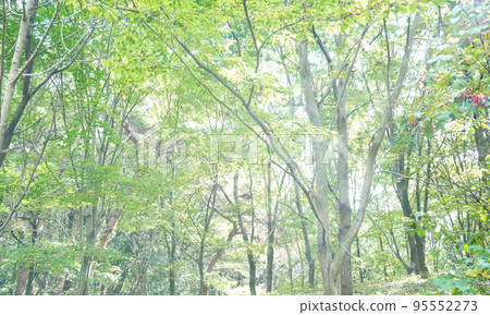 秋天的樹林 秋天的樹林 95552273