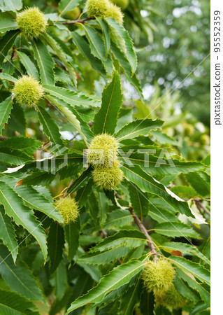Sweet chestnut tree, spiked ripening edible green fruits on a branch close-up in the wild. Castanea sativa Sweet chestnut tree, spiked ripening edible green fruits on a branch close-up in the wild. Castanea sativa 95552359