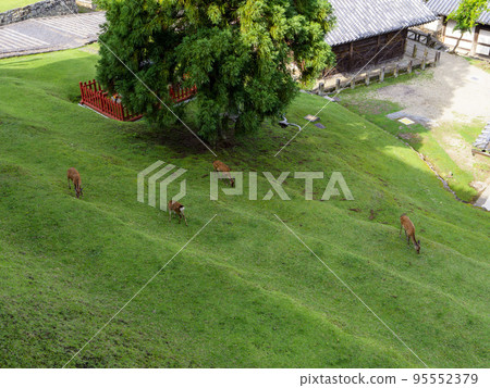 A herd of deer eating grass at Todaiji Nigatsudo 95552379