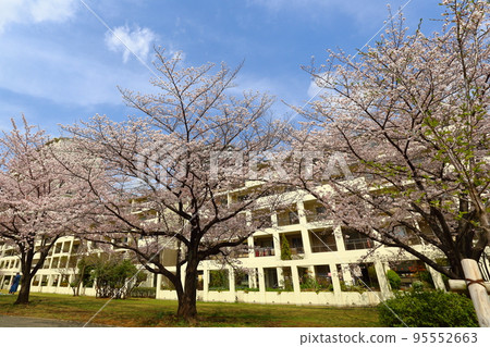Cherry blossoms in a housing complex Cherry blossoms in a housing complex 95552663