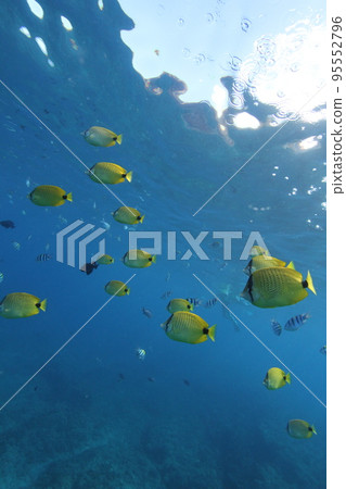 Wild tropical fish swimming in the sea Wild tropical fish swimming in the sea 95552796