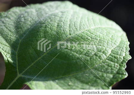 Morning dew and yacon leaves Morning dew and yacon leaves 95552993