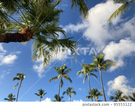 Blue sky and palm trees (sideways) 95553122