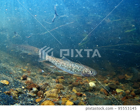 Amemas underwater photography Amemas underwater photography 95553145