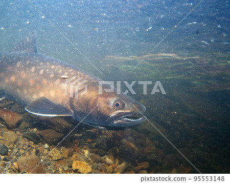 Amemas underwater photography 95553148