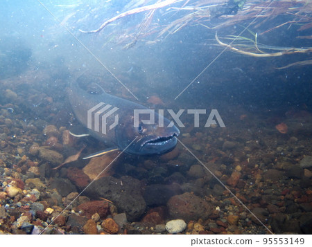 Amemas underwater photography 95553149