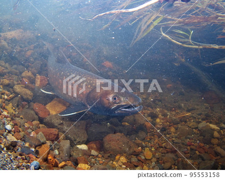 Amemas underwater photography 95553158