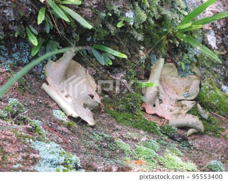 Iwatake growing on a rock wall Iwatake growing on a rock wall 95553400