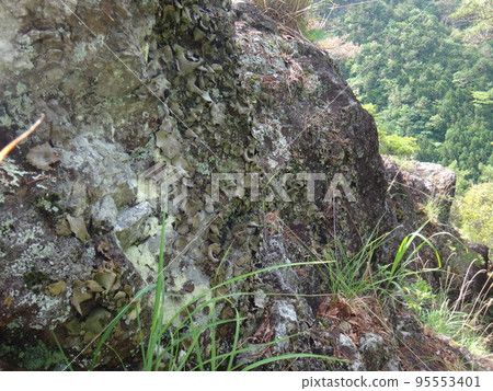 Iwatake growing on a rock wall Iwatake growing on a rock wall 95553401