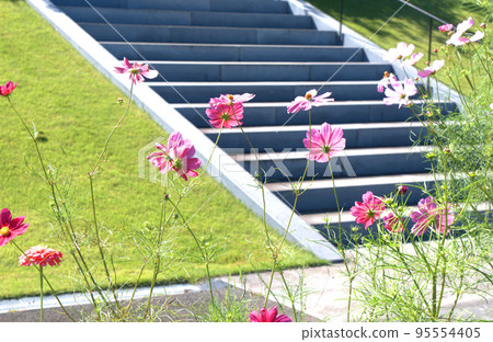 cosmos on the background of the stairs in the park 95554405