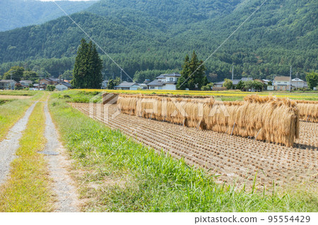 Gravel road and sun-dried rice [Azumino City] 95554429