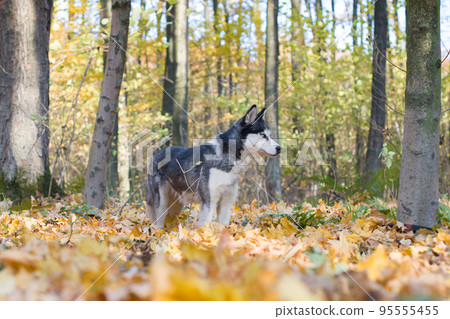 portrait of siberian Husky portrait of siberian Husky 95555455