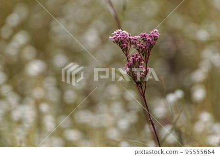 flower flower 95555664