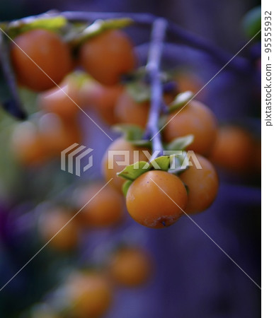 Cute mini persimmon baby persimmon Cute mini persimmon baby persimmon 95555932