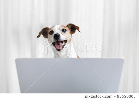 Happy dog with laptop in white home 95556003