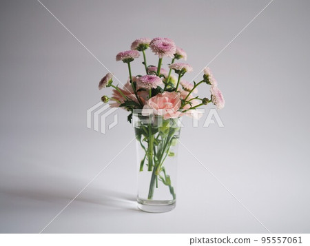 pink chrysanthemum on white background pink chrysanthemum on white background 95557061