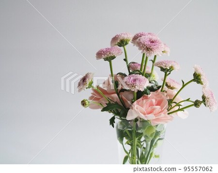 pink chrysanthemum on white background pink chrysanthemum on white background 95557062