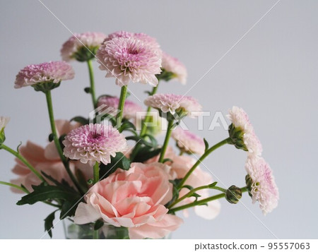 pink chrysanthemum on white background pink chrysanthemum on white background 95557063