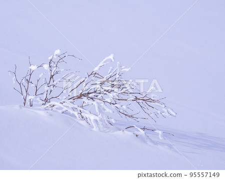 Hoarfrost in the snowfield (Hokkaido, Niseko) 95557149