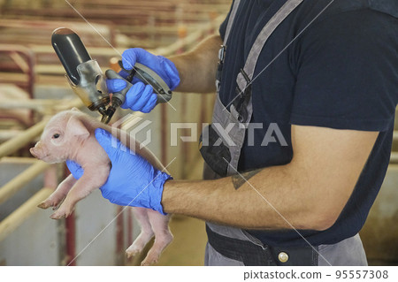 Farm worker gives a newborn piglet an iron injection. Farm worker gives a newborn piglet an iron injection. 95557308