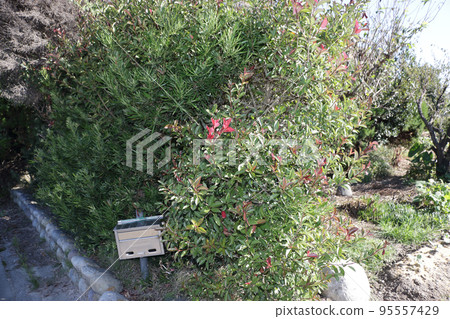 garden tree at pruning time 95557429