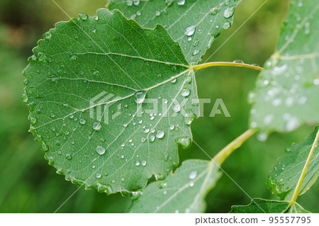 Spring green foliage,drops of dew or rain on green leaves. Natural background. Wallpaper.  95557795