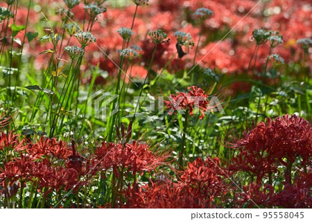 Higanbana and chives blooming in Sakura Tsutsumi Park in Yoshimi Town, Saitama Prefecture 95558045