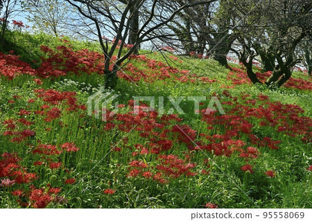 埼玉縣吉見町櫻花堤公園內盛開的彼岸花和韭菜 埼玉縣吉見町櫻花堤公園內盛開的彼岸花和韭菜 95558069