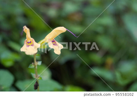 Kibanakuigiri 95558102