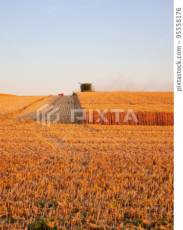 Harvesting combine working on the field of wheat at sunset time, modern agricultural transport. Combine harvester. Rich harvest. Agriculture image. Harvesting combine working on the field of wheat at sunset time, modern agricultural transport. Combine harvester. Rich harvest. Agriculture image. 95558176