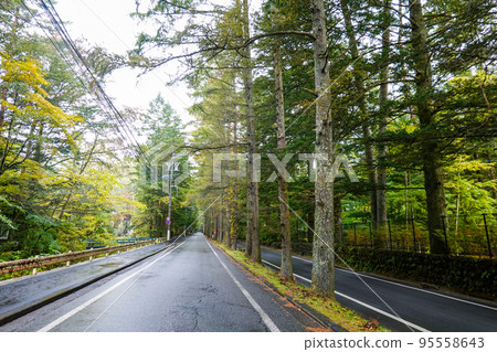 Mikasa-dori in autumn, autumn leaves of Japanese larch trees (Karuizawa Town, Nagano Prefecture) 95558643