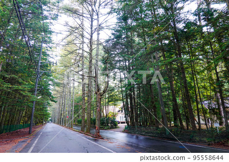 Mikasa-dori in autumn, autumn leaves of Japanese larch trees (Karuizawa Town, Nagano Prefecture) 95558644