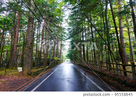 Mikasa-dori in autumn, autumn leaves of Japanese larch trees (Karuizawa Town, Nagano Prefecture) 95558645