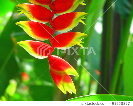 Bright red and yellow flowers Tropical plant (May) Heliconia 06 Bright red and yellow flowers Tropical plant (May) Heliconia 06 95558837