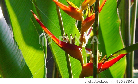 Red flower tropical plant (May) Heliconia 07H16.9 Red flower tropical plant (May) Heliconia 07H16.9 95558842