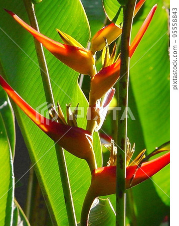 Red flower tropical plant (May) Heliconia 07V3.4 95558843