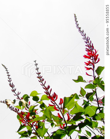 紅花熱帶植物(六月)珊瑚植物05V3.4 紅花熱帶植物(六月)珊瑚植物05V3.4 95558855
