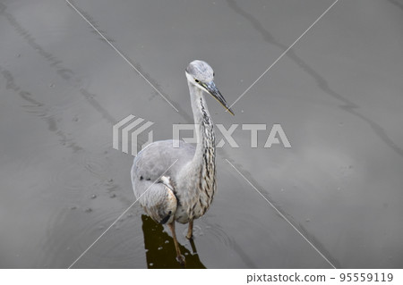 Yamadaike Park 95559119