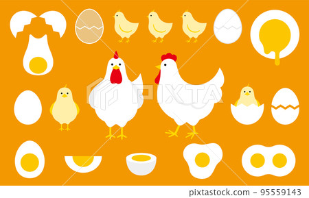 雞、小雞和雞蛋 95559143