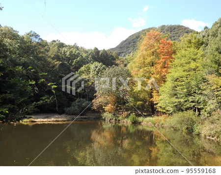 Mikuma Pond on an Autumn Day 2 95559168
