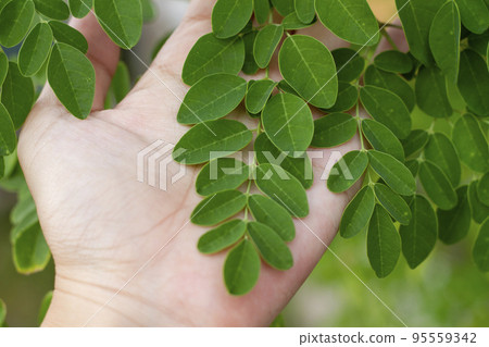拿著辣木的手 95559342